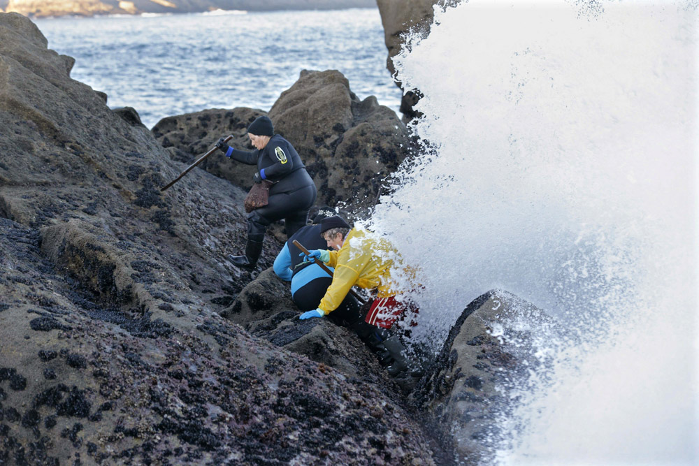 Percebeiros